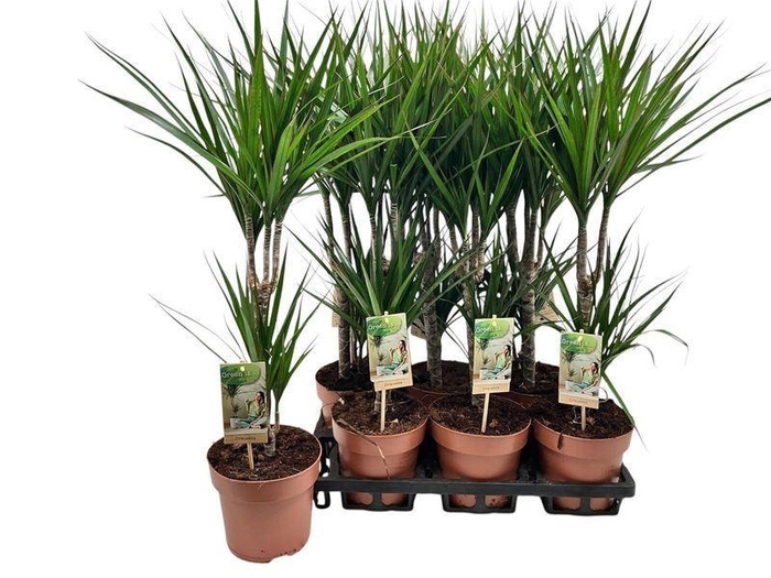 <h4>DRA MARGINATA</h4>