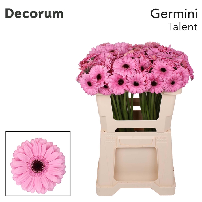 <h4>Germini Talent Water</h4>