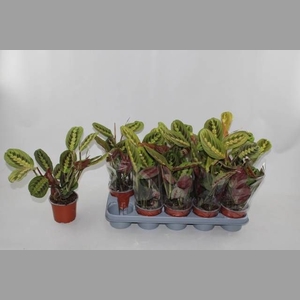 MARANTA FASCINATOR