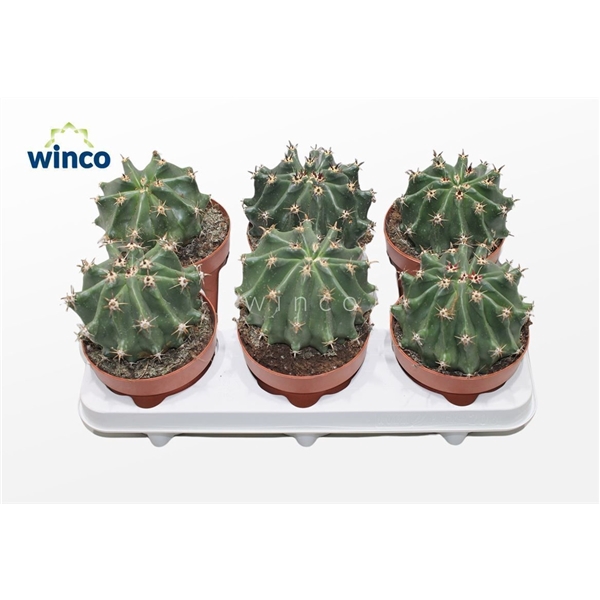 <h4>Ferocactus Horridus Subinermis</h4>