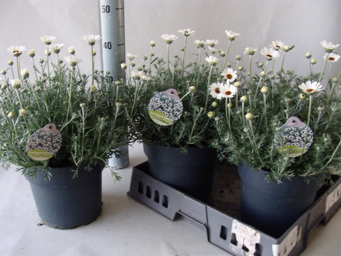 <h4>Rhodanthemum  'Casablanca'</h4>