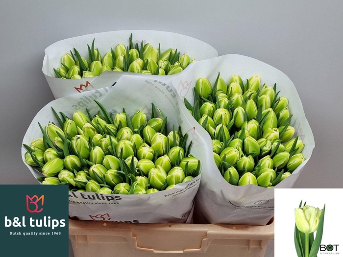 <h4>TU DU AVANT GARDE</h4>