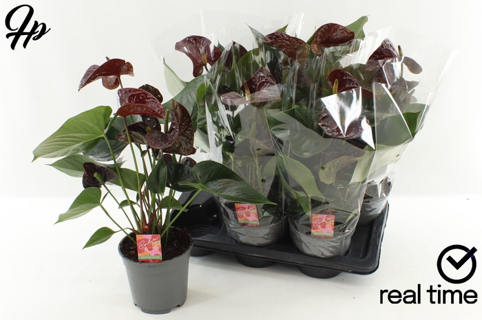 <h4>ANTHU FL TRANQUILLO</h4>