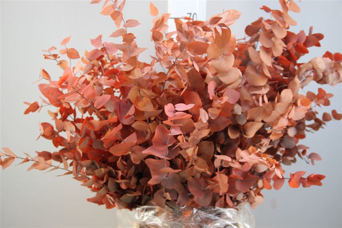 <h4>Stuartiana Gestabiliseerd Oranje</h4>