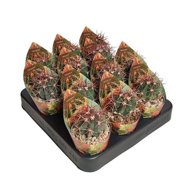 <h4>Ferocactus Gracilis Potcover</h4>