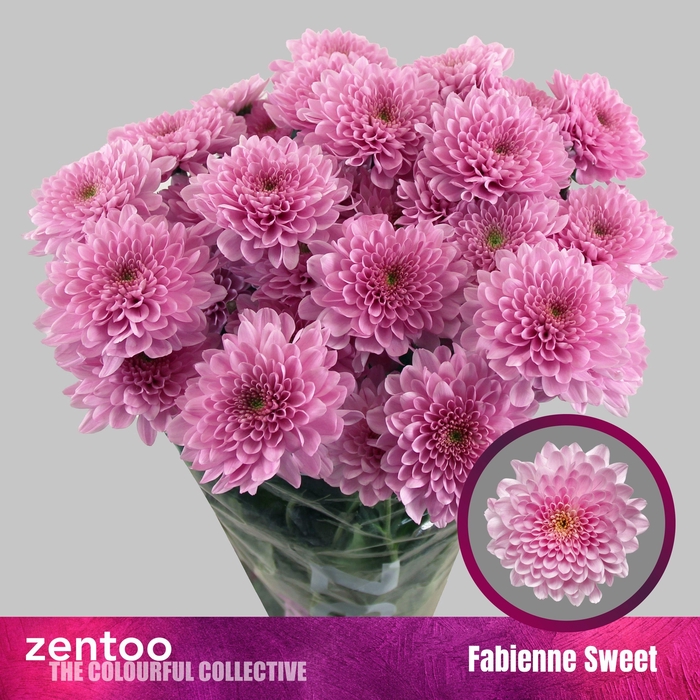 <h4>CHR T FABIENNE SWEET</h4>