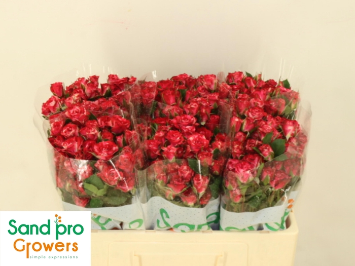 <h4>R TR FIREWORKS</h4>