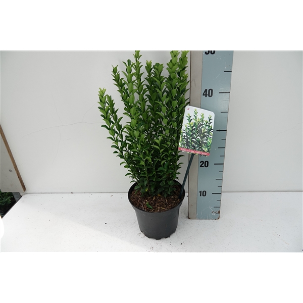 <h4>Euonymus jap 'Green Spire'</h4>