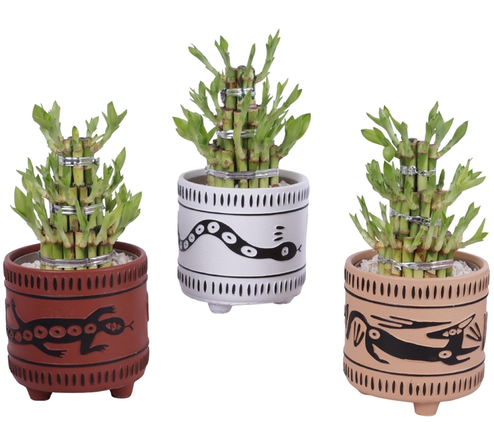 <h4>Lucky Bamboo Shape Round 3B Ø14cm Ceramic EV664</h4>