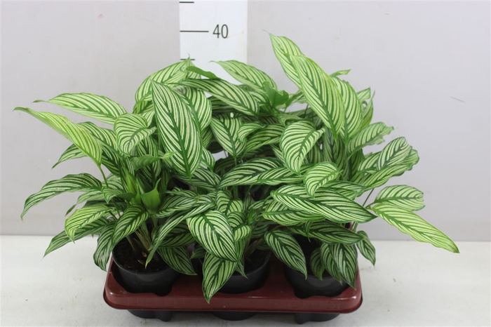 <h4>Calathea Vitata</h4>