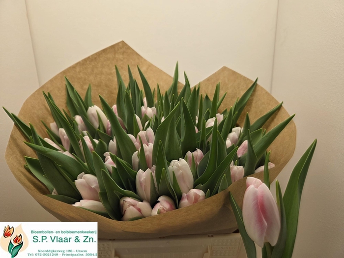 <h4>TU EN DUTCH PEARL</h4>