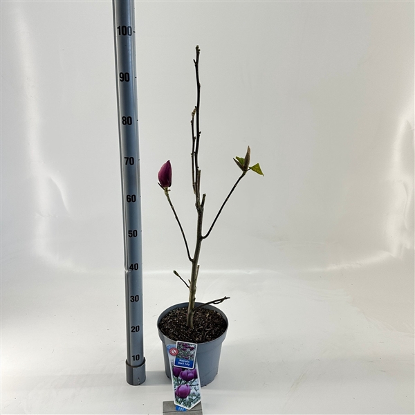 <h4>Magnolia Black Tulip ('Jurmag1'PBR)</h4>