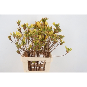 RHODO. YELLOW 065CM