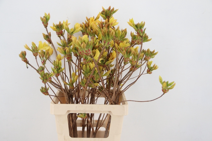 <h4>RHODO. YELLOW 065CM</h4>
