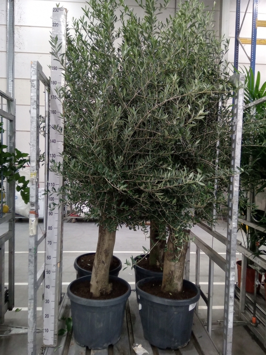 <h4>Olea europaea</h4>