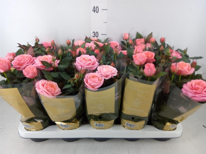<h4>Rosa  'Adele Kordana Grande'</h4>