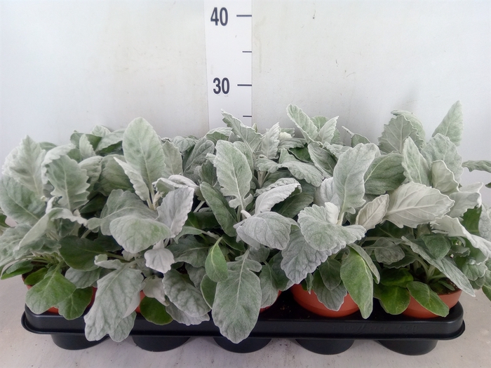 <h4>Jacobaea maritima</h4>