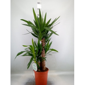 Yucca   ...