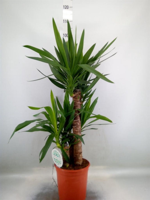<h4>Yucca   ...</h4>