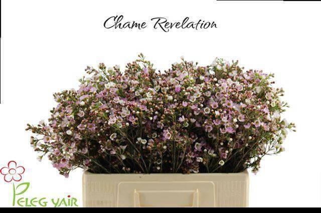 <h4>CHAME REVELATION</h4>