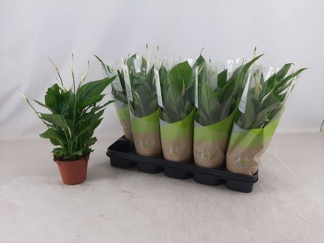 <h4>SPATH TORELLI</h4>