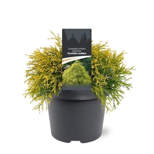Chamaecyparis pis. 'Filifera Aurea'