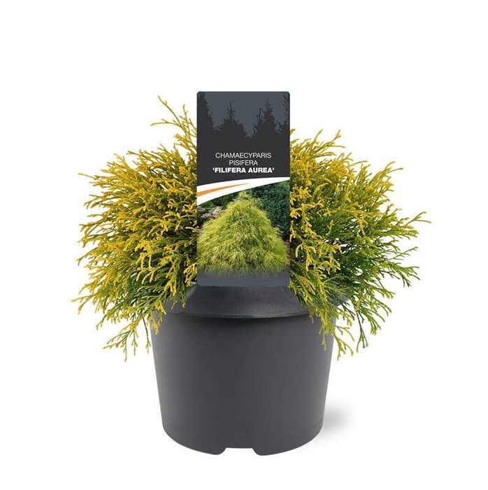 <h4>Chamaecyparis pis. 'Filifera Aurea'</h4>
