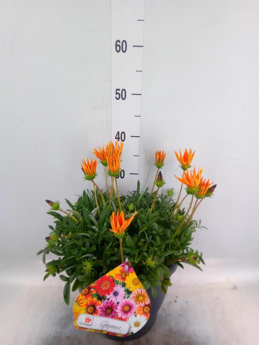 <h4>Gazania rig. 'Highland Dark Beauty'</h4>