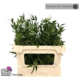 Ruscus racemosa per bos