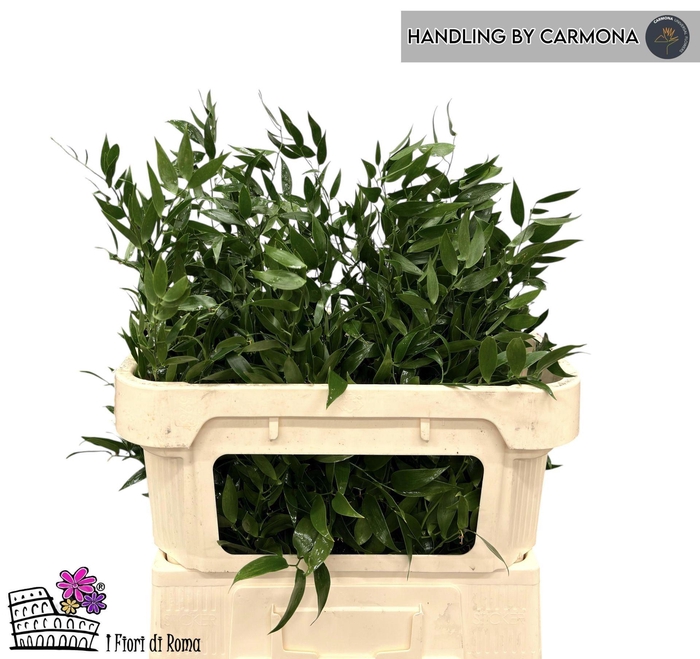 <h4>Ruscus racemosa per bos</h4>