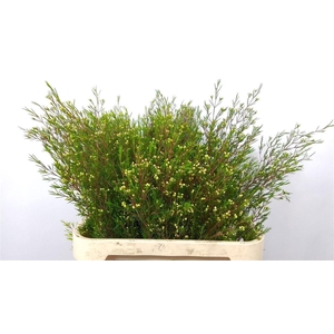 CHAME UN UMBRELLA 65gr