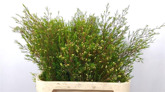 <h4>CHAME UN UMBRELLA 65gr</h4>