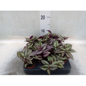 Tradescantia pallida 'Purple Heart'