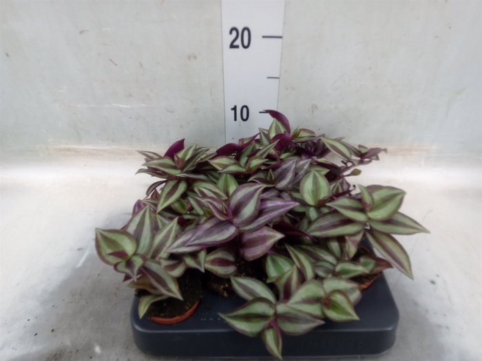 <h4>Tradescantia pallida 'Purple Heart'</h4>