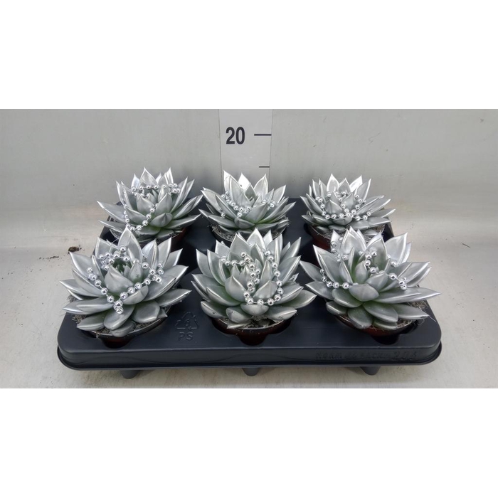 <h4>Echeveria  'Miranda'</h4>