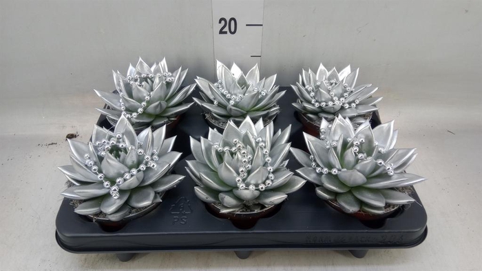 <h4>Echeveria 'Miranda'</h4>