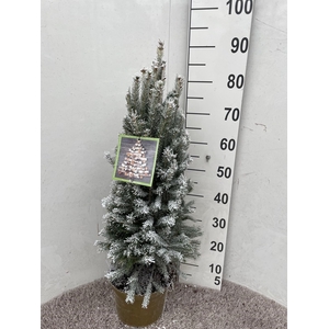 PICEA GL SUPER GREEN