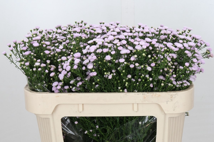 <h4>Aster Baby Pink Pearl</h4>