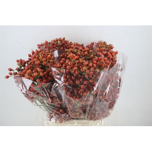 Rosa Starberry P Bunch