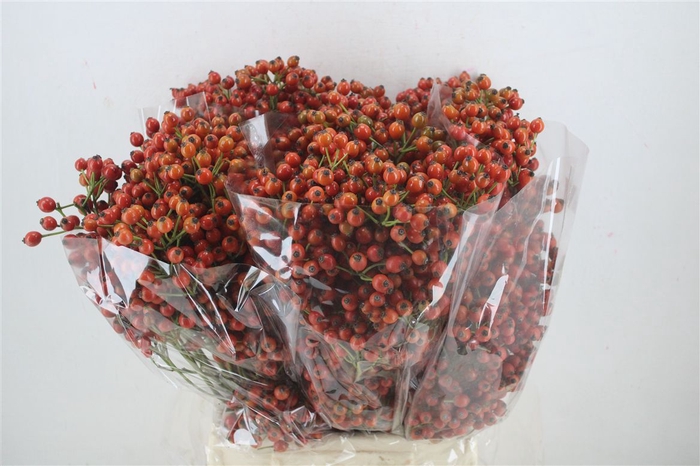 <h4>Rosa Starberry P Bunch</h4>