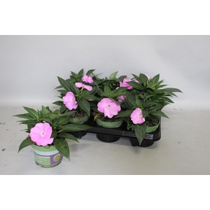 Impatiens N.G.ClockWork Lavender