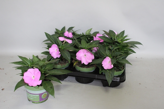 <h4>Impatiens N.G.ClockWork Lavender</h4>