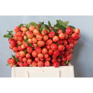 MALUS RED SENTINEL