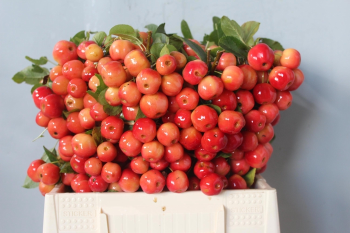 <h4>MALUS RED SENTINEL</h4>