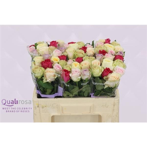 <h4>R Gr Mix Felicity</h4>