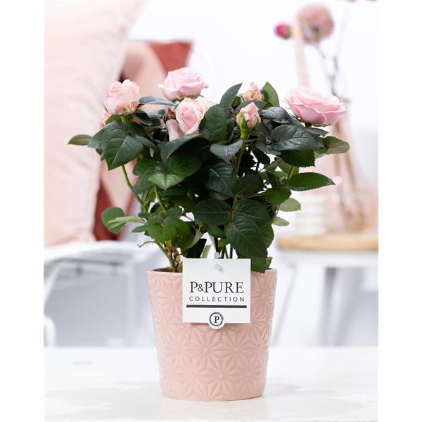 <h4>Rosa light pink in P&PURE Juliette ceramics pink</h4>
