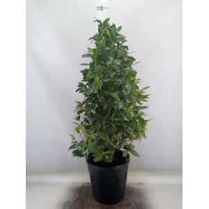 Laurus nobilis