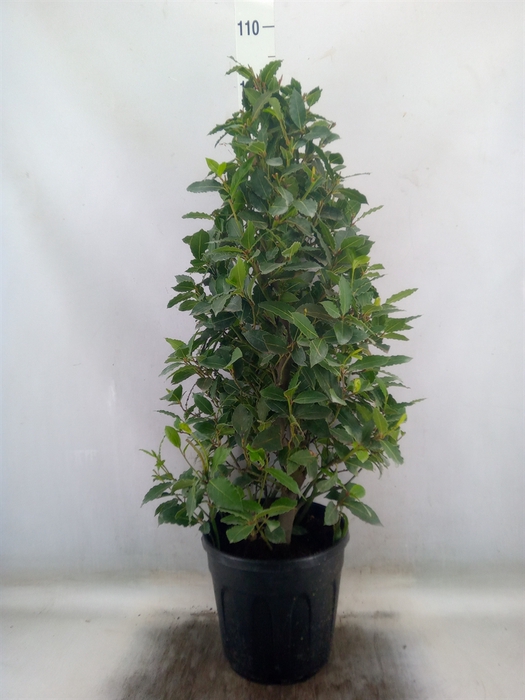 <h4>Laurus nobilis</h4>