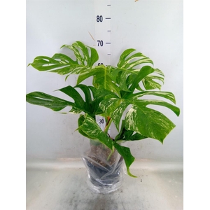 Monstera delic. 'Variegata'