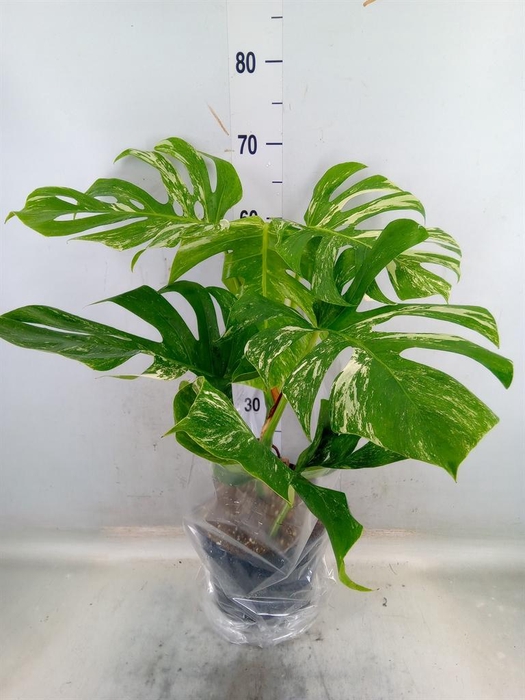 <h4>Monstera delic. 'Variegata'</h4>